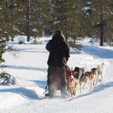 Hundekjøring på Budor Hundekjøring på Budor