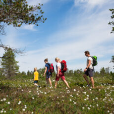 Jakten på gapahukene i Løtenfjellet Jakten på gapahukene i Løtenfjellet